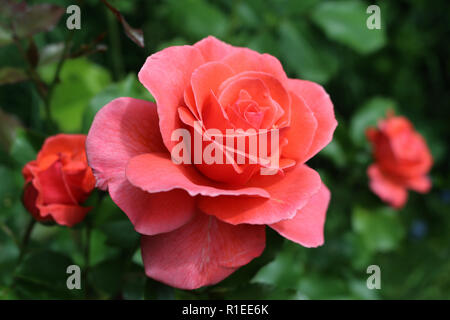 Pinky red roses du jardin en fleurs Banque D'Images