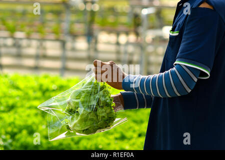 La récolte de la laitue hydroponique Banque D'Images