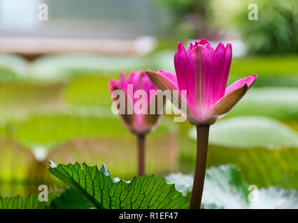 La floraison des nénuphars rose à l'intérieur de la serre du Jardin botanique de Bristol Banque D'Images