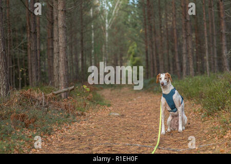 Un pointeur chien avec un harnais assis sur un sentier de randonnée dans une forêt scandinave. Banque D'Images