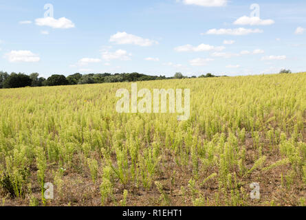 Cumulus blanc vergerette du Canada Conyza canadensis, dans la campagne, champ, Martlesham, Suffolk, Angleterre, RU Banque D'Images