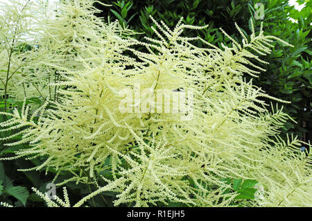 Barbe. Aruncus sylvester. Aruncus dioicus en fleur. Banque D'Images