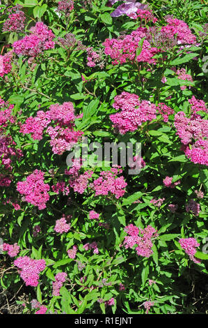 Arbuste à feuilles caduques Spirée Anthony Waterer en fleur. Banque D'Images