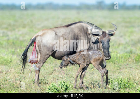 Le Gnou bleu (Connochaetes taurinus) mère avec un nouveau veau né d'essayer de se lever et de prendre un verre sur la savane, zone de conservation de Ngorongoro, en Tanzanie. Banque D'Images