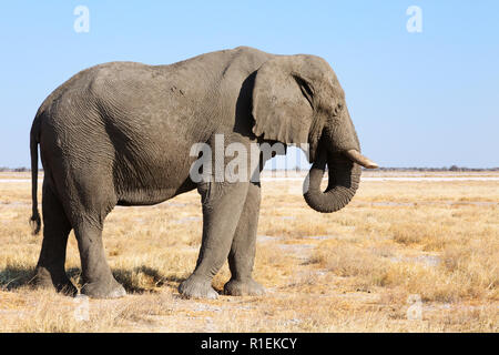 African elephant - un homme adulte, vue latérale, ( Loxodonta Africana ), Etosha National Park, Namibie, Afrique du Sud Banque D'Images
