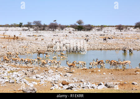 Namibie - la faune herbivores autour de points d'eau, y compris le springbok, Impala, zèbre, kudu, oryx et camp de Okaukuejo, Etosha National Park, Namibie, Afrique du Sud Banque D'Images