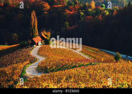 Célèbre route des vins en forme de coeur en Slovénie, vue de Spicnik près de Maribor. Banque D'Images