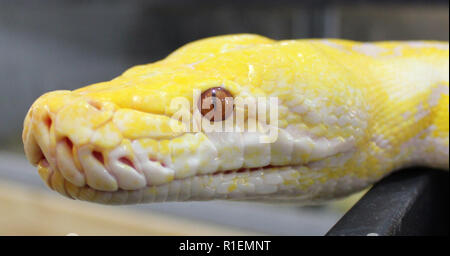 Python réticulé albinos lavande Banque D'Images