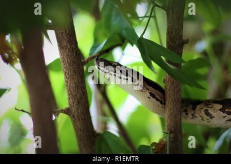 Dumerils Boa dans un arbre Banque D'Images