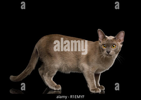 Peur de la Birmanie et du Chat gris à la caméra, en isolé sur fond noir, side view Banque D'Images