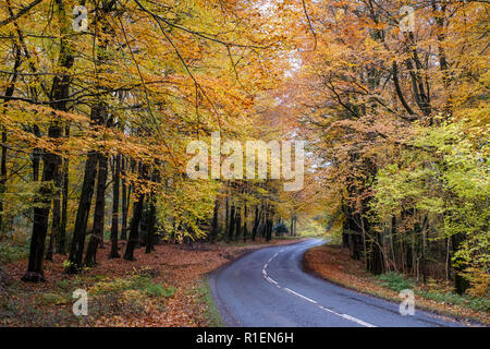 Route BORDÉE PAR LES ARBRES D'AUTOMNE DANS LA FORÊT DE DEAN GLOUCESTERSHIRE AVEC DES VOITURES SUR LA ROUTE. Banque D'Images
