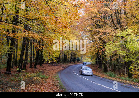 Route BORDÉE PAR LES ARBRES D'AUTOMNE DANS LA FORÊT DE DEAN GLOUCESTERSHIRE AVEC DES VOITURES SUR LA ROUTE. Banque D'Images