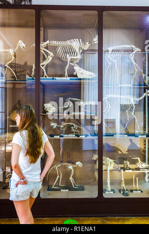 Vitrine des squelettes de mammifères. Banque D'Images
