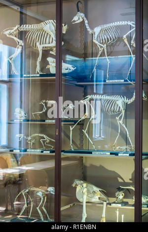 Vitrine des squelettes de mammifères. Banque D'Images
