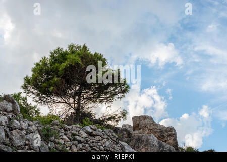 Un arbre avec un ciel nuageux fond. sur les rochers. Pinus halepensis, pin d'Alep, arbre à feuilles persistantes. L'horizontale. Banque D'Images