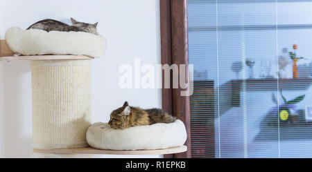 Avis de deux chats de dormir sur l'arbre à chat Banque D'Images