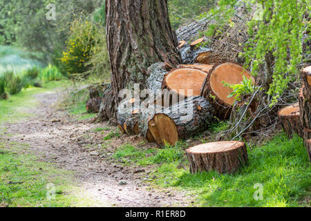 Bois de sciage sur le bord de la forêt au printemps de l'année, dans les highlands en Écosse Banque D'Images