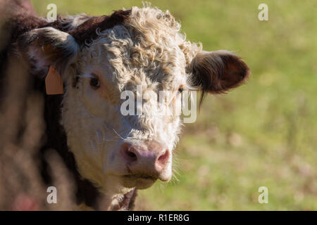 Le pâturage des vaches Hereford de glands et d'herbe de pâturage d'automne, sur une journée d'automne ensoleillée en Nouvelle Angleterre woods Banque D'Images