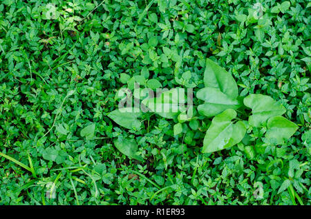 La masse de basse-cour comme vu au cours de la saison humide au Panama. Une aristoloche pilosa peut aussi être vu Banque D'Images