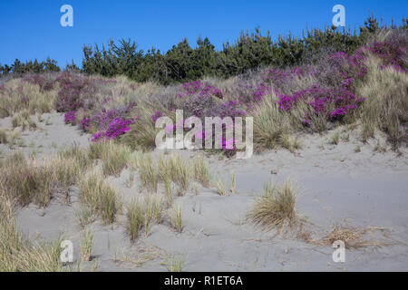 Explorer une plage locale sur un beau matin de printemps. Fleurs colorées décorent les dunes de sable. Banque D'Images