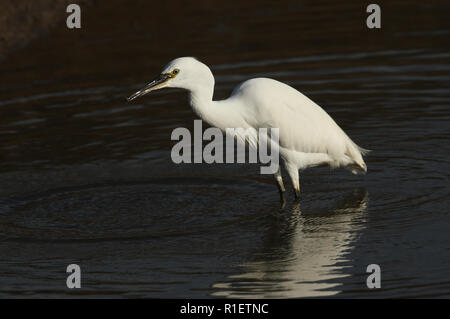 Une Aigrette garzette (Egretta garzetta) avec un tout petit poisson dans son bec qu'il vient de prendre dans un estuaire de la mer côtière et s'apprête à manger. Banque D'Images