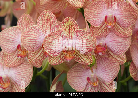 Phalaenopsis cultivar. Espèce d'orchidée, fleur poussant dans une serre Banque D'Images