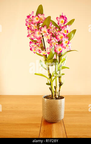 Un Pot de rose Dendrobium nobile sur une table en bois. Banque D'Images