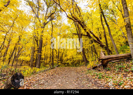 Un sentier forestier en Matthiesen State Park à l'automne avec le feuillage jaune/orange et les feuilles tombent des arbres. Banque D'Images