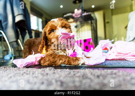 Chiots Cockapoo Cocker, caniche croisée, chiot chiots Cockapoo, Cockapoo, rouge et blanc, Cockapoo chiot, chiots, chiot mignon, mignon chiots, Banque D'Images