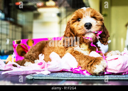 Chiots Cockapoo Cocker, caniche croisée, chiot chiots Cockapoo, Cockapoo, rouge et blanc, Cockapoo chiot, chiots, chiot mignon, mignon chiots, Banque D'Images