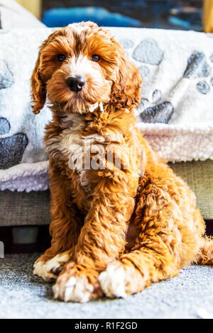 Chiots Cockapoo Cocker, caniche croisée, chiot chiots Cockapoo, Cockapoo, rouge et blanc, Cockapoo chiot, chiots, chiot mignon, mignon chiots, Banque D'Images