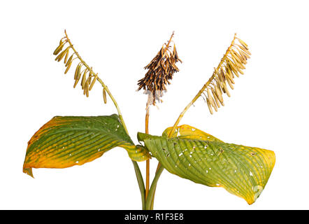 Les feuilles d'automne jaune et vert et marron, des gousses séchées d'une plante cultivée hosta isolé sur fond blanc Banque D'Images