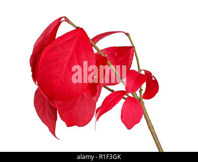 Les feuilles de l'automne rouge sur une tige de Burning Bush (Euonymus alatus) isolé sur fond blanc Banque D'Images