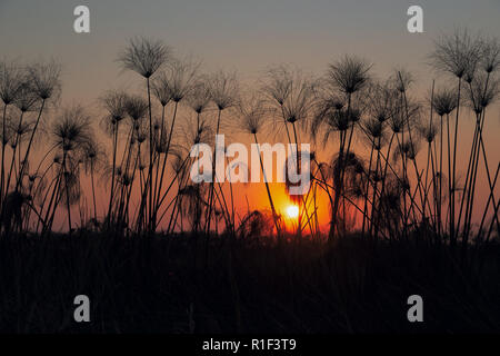 Delta de l’Okavango Banque D'Images