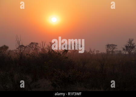 Moremi à l'aube Banque D'Images