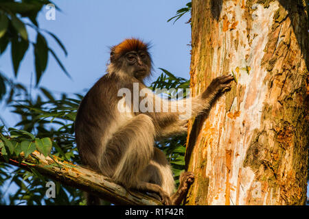 Le Colobe rouge ougandaise (Procolobus tephrosceles) Banque D'Images