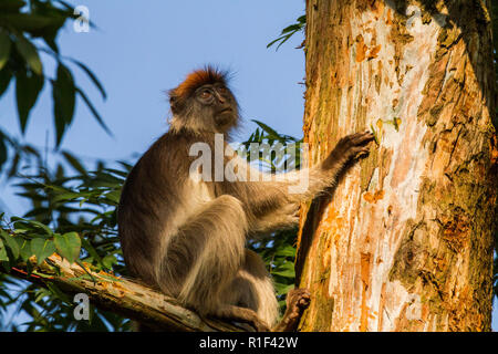 Le Colobe rouge ougandaise (Procolobus tephrosceles) Banque D'Images