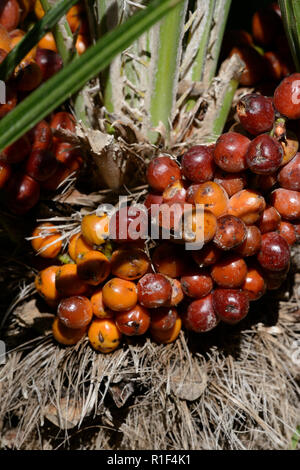 Palmier nain (Chamaerops humilis), avec des fruits Banque D'Images