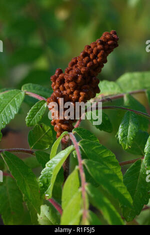 Sumac sicilienne aka Tanner's sumach, ou à feuilles d'Orme sumac (Rhus coriaria), fruits Banque D'Images