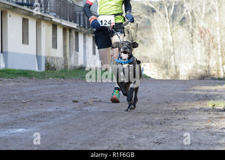 Petit chien et son propriétaire, de prendre part à une course de canicross populaires Banque D'Images