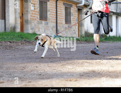 Petit chien et son propriétaire, de prendre part à une course de canicross populaires Banque D'Images