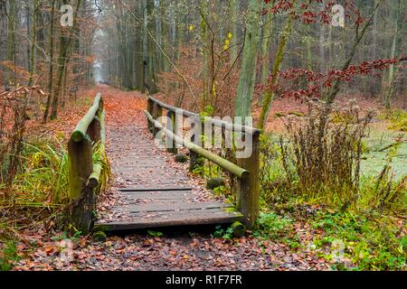 Paysage d'automne d'un bois brumeux et une passerelle en bois au-dessus des marécages en forêt Kabacki près de Varsovie, Pologne. Banque D'Images