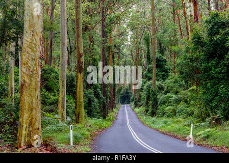 En route pour les forêts tropicales en Australie Banque D'Images