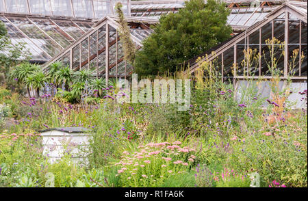 De l'EXTÉRIEUR DES SERRES DANS LES JARDINS BOTANIQUES, CAMBRIDGE Banque D'Images