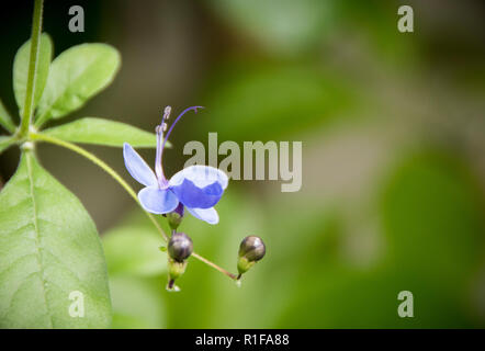 Plantes à fleurs exotiques dans les serres d'un jardin botanique Banque D'Images