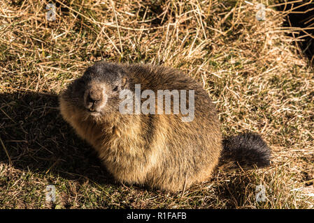 Avant l'hibernation des marmottes dans les Alpes suisses Banque D'Images