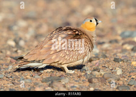 Ganga couronné (Pterocles coronatus), mâle adulte, debout dans un désert pierreux au Maroc Banque D'Images