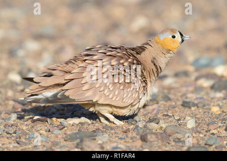 Ganga couronné (Pterocles coronatus), mâle adulte, secouant son plumage Banque D'Images