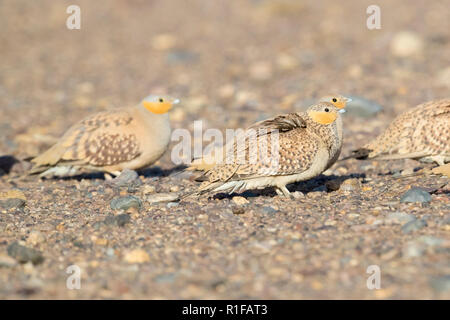 Ganga tacheté (Pterocles senegallus), petit troupeau reposant au sol au Maroc Banque D'Images