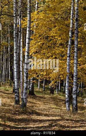 Betula bouleau ou d'automne dans la forêt de montagne pittoresque, Vitosha Bulgarie Banque D'Images